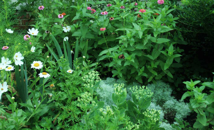 Shasta daisies, Autumn Joy sedum, zinnia, love-in-the-mist, silver mound & marigolds easily mask the soaker hose in our flowerbed.