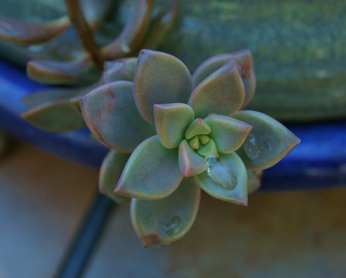 Plants with tough foliage may not wilt in a heat wave, but that doesn't mean they aren't stressed.