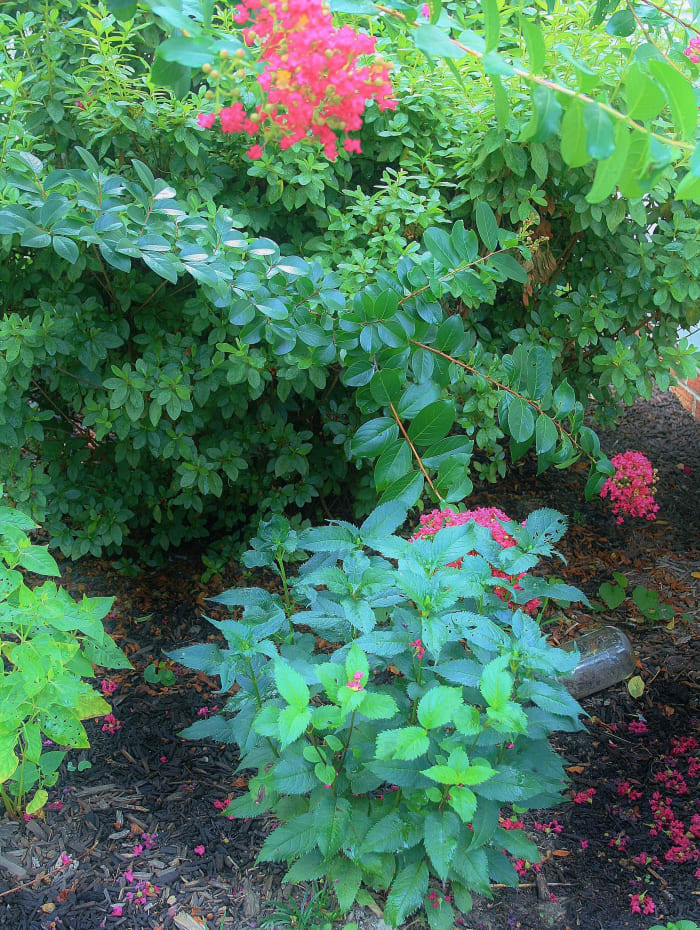 Turtlehead grows in the only spot in our yard I can keep consistently moist. Beside an open rain barrel, it's shaded by crape myrtle and azalea. Can't wait to its pretty pink blooms in late summer!