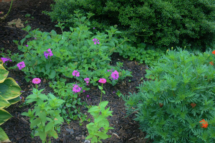 Can you spot the soaker hose? It's just hard to see thanks to plant life & about an inch of shredded bark mulch.