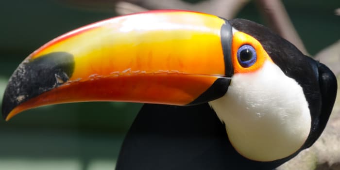 10 Most Beautiful Birds having Unique Beaks - HubPages