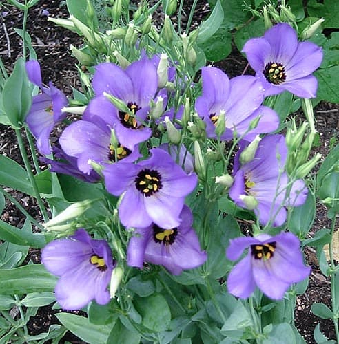 The native wild Texas Bluebell, from which the many spectacular cultivars of lisianthus were developed