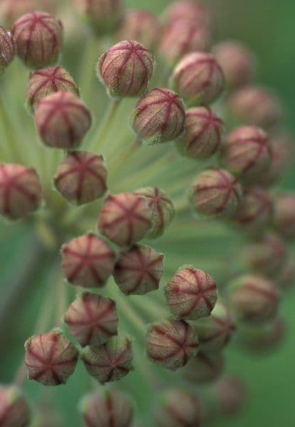 Asclepias Syriaca