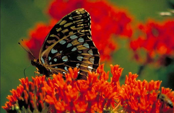 Solid Orange Milkweed flowers, with a beautiful Great Spangled Fritillary Butterfly on it.