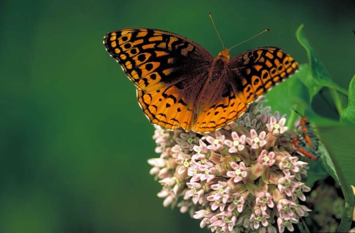 The caption where this image is from, states that this butterfly is a Great Spangled Fritillary, in particular.