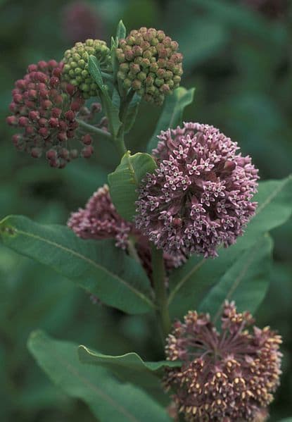 The butterflies love this pink milkweed flowers!