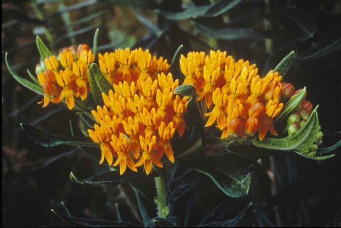 Solid yellow milkweed flowers.