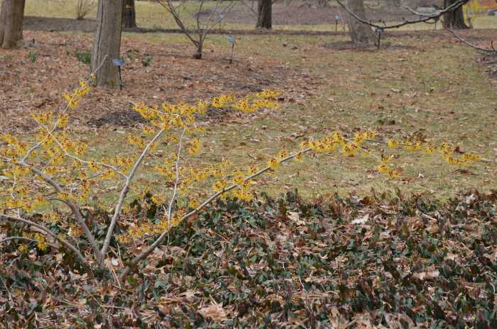 Witch Hazel - Hamamelis 'Heinrich Bruns' - A lovely little tree or shrub to have in the early spring.