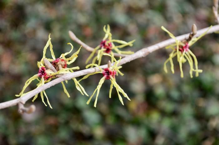 More pretty colors, especially before other flowers are blooming. I like it against the ivy in the background. 'Moonlight' Hamamelis x Intermediate Hamamelidaceae.