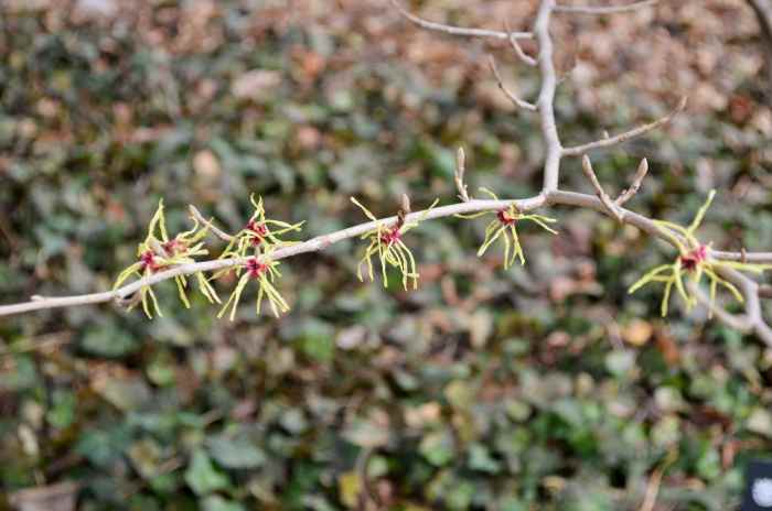 'Moonlight' Hamamelis x Intermediate Hamamelidaceae. Witch Hazel flowers in early spring.