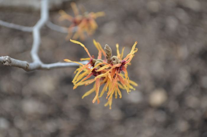 Hamamelis x Intermedia 'Fire Charm.' Hamamelidaceae. I love the color variations on this witch hazel tree.