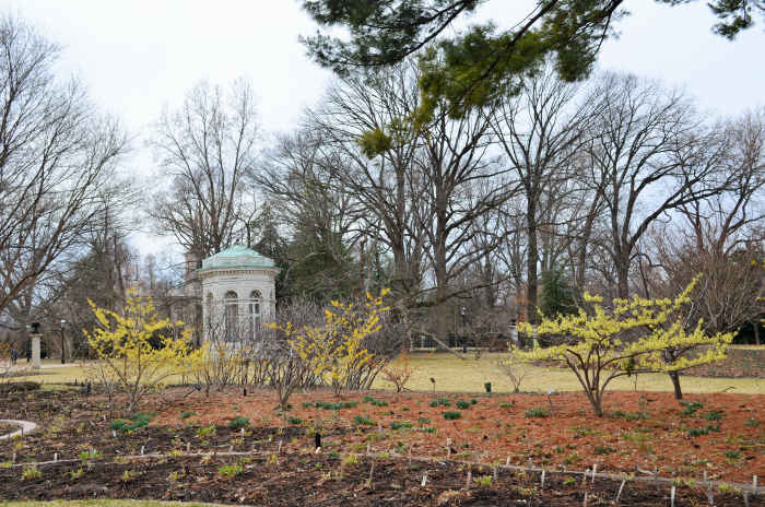 Spring Witch Hazel against a drab late winter day. They can really brighten up the landscape!