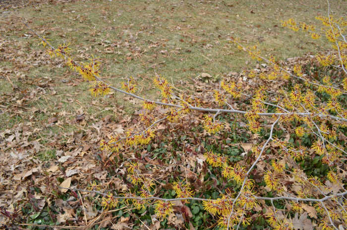 Witch Hazel - Hamamelis 'Heinrich Bruns' - Such a unique little tree or shrub, I love it.