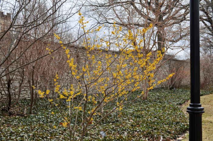 Hamamelis x Intermediate 'Doerak' Hamamelidaceae. A lovely bright little Witch Hazel Tree with bright yellow blooms.