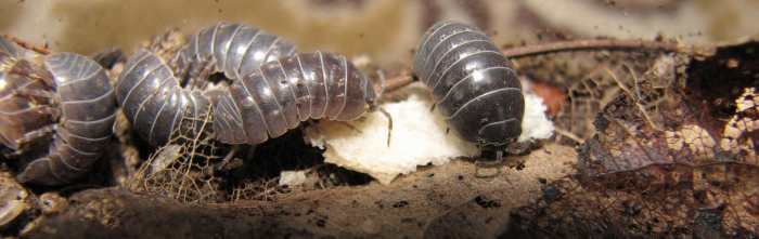 Insects are a type of arthropod. Woodlice are also arthropods but are not insects.