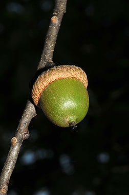 The Northern Red Oak's acorns take 2 years to mature. The tree can produce acorns as young as age 20, with most not producing acorns until 40 to 50 years of age.