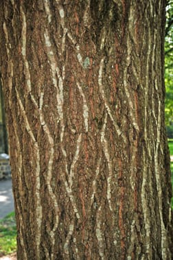 The bark of the mature tree is scaly, shallow, and said to resemble "ski tracks". Underneath the bark is reddish or pink in color.