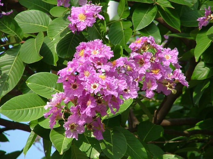 Pride Of India Tree
