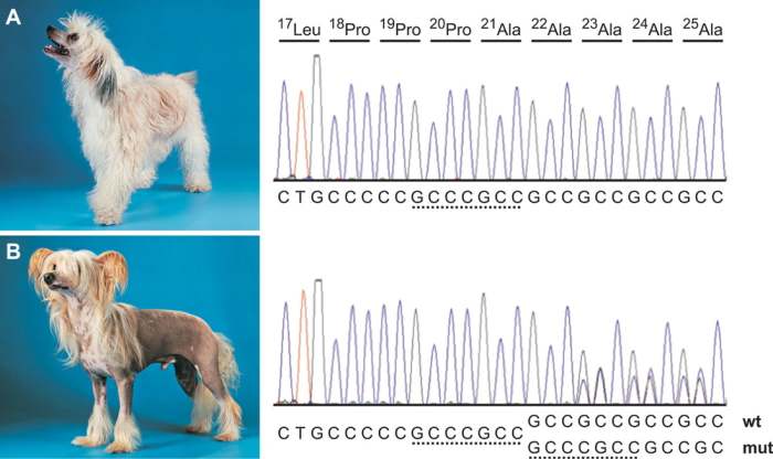 The difference between Chinese Crested Powderpuffs and Hairless Chinese Crested on the FOXI3 genes.