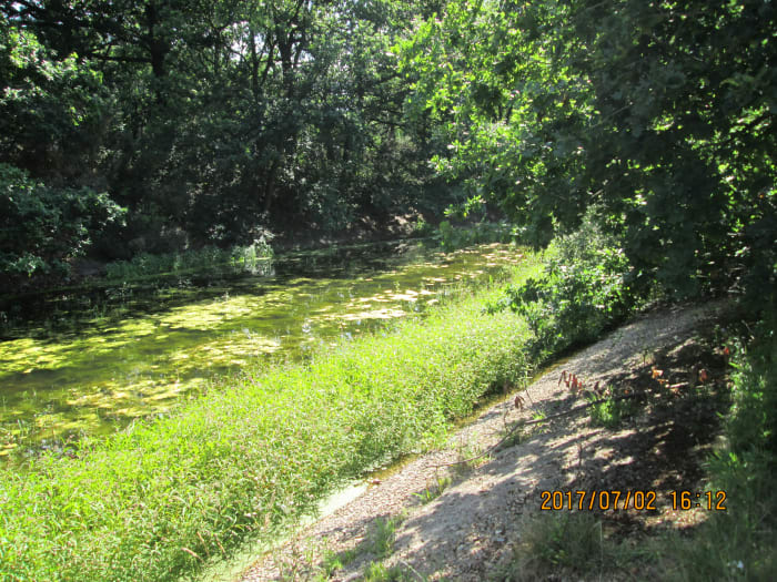 The channel between the eyot on the left and the public footpath alongside the pond has become almost completely overgrown and largely drained