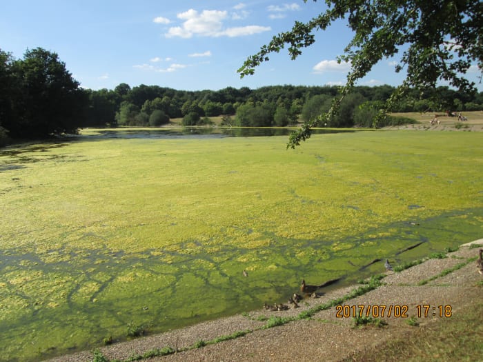 An uncharacteristic hot spell brought on this growth of thick bright green algae. Water had gradually seeped away, leaving the pond shallow, prone to heat - nice for sunbathers, awkward for water fowl to navigate an 'Axminster' carpet-like covering