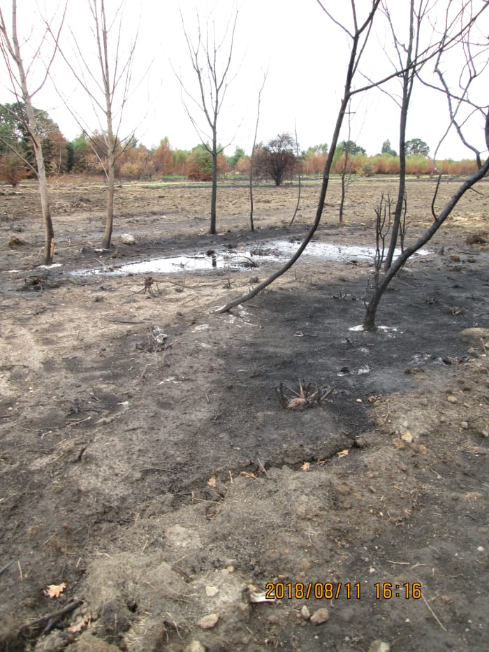 By the end of July there were signs of recovery, although by and large the devastation was still obvious - tiny in comparison with fires that broke out in California around the same time, big enough in these parts.
