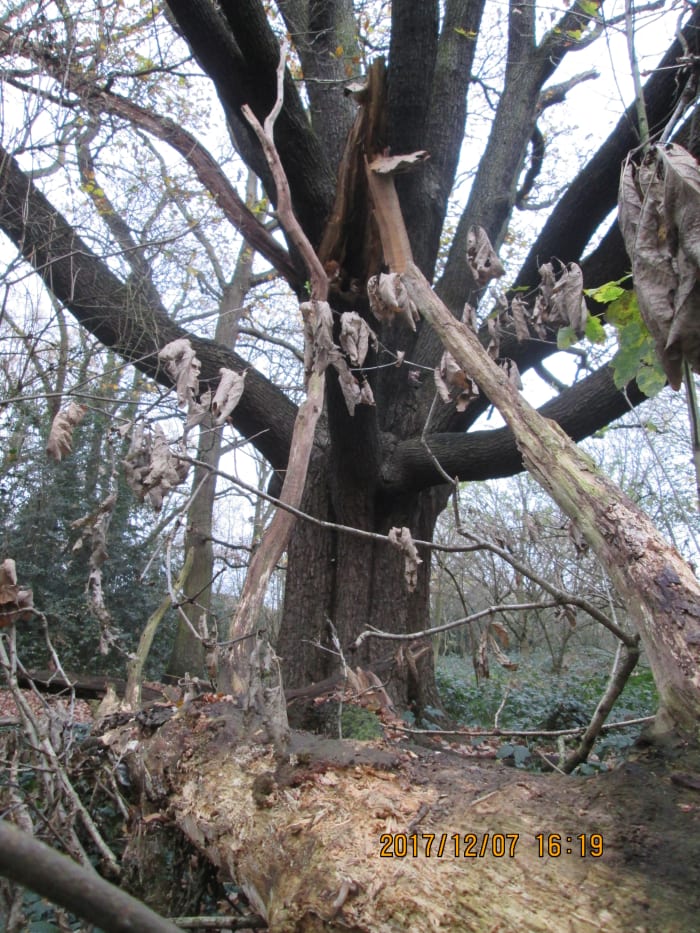 The tree would have been visible on its north side from the side of Wanstead House, now the site of the golf course