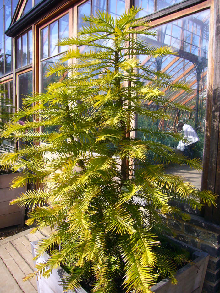 Wollemia pines, Cambridge University Botanic Garden