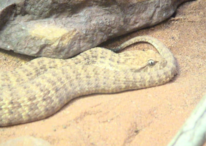 Desert Death Adder at Taronga Zoo, Sydney. In the wild, these snakes are most likely to be found in remote areas, amongst porcupine grass, stony flats, sandy ridges and rocky outcrops.