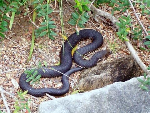 Lowland Copperhead at Gosford Reptile Park. These snakes vary considerably in color, including coppery mid-brown to yellowish, reddish, grey or black. Despite its name, the snake doesn't always have a copper colored head.