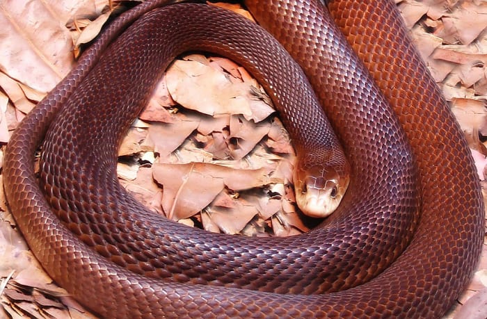 Native to northern and eastern coastal areas of Australia, the coastal taipan is the world's third most venomous snake. This type of snake occurs only in Australia and the island of New Guinea.