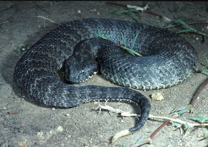 The common death adder normally grows to between 2.2 feet and 3.2 feet in length (70–100 centimeters). Although common, its existence has been threatened by the ongoing Australian cane toad invasion.