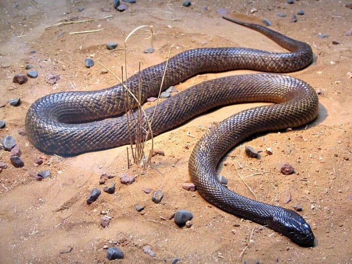 Inland Taipan or Fierce Snake (Oxyuranus microlepidotus) at Australia Zoo. Despite being the most venomous snake in the world, the snake is placid by nature and lives in remote areas.