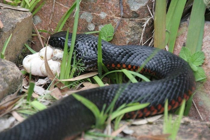 Red-bellied black snake eating the eggs of a green tree snake near Dungog, Australia. The snake feeds mainly on frogs, lizards and small mammals. They also eat other snakes, including other red-bellied black snakes.