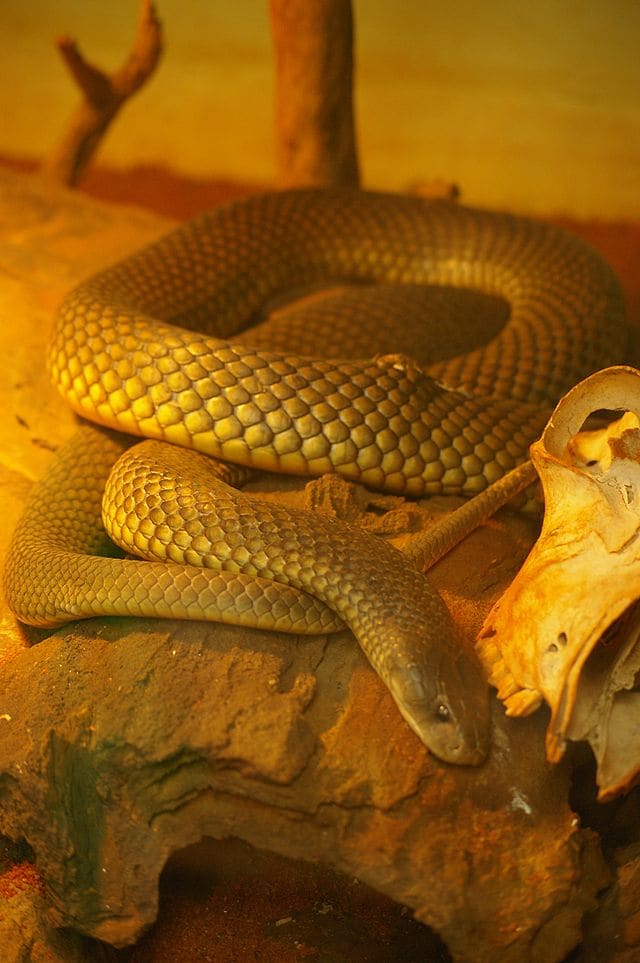Mulga snake at the Armadale Reptile Centre. These snakes can be found in most Australian states. They eat lizards, birds, small mammals, frogs and other snakes, including venomous types.
