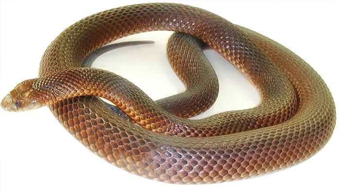 A king brown snake, also known as a mulga snake. The mulga is one of the longest venomous snakes on the planet and is the second longest in Australia. Despite its name, this snake is actually a member of the black snake genus.