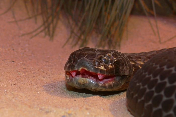 A Chappell Island tiger snake, showing its fangs. The giant of the tiger snake species, this snake is dark in color in order to warm up quickly in the sun, as it is very cold on Chappell Island.