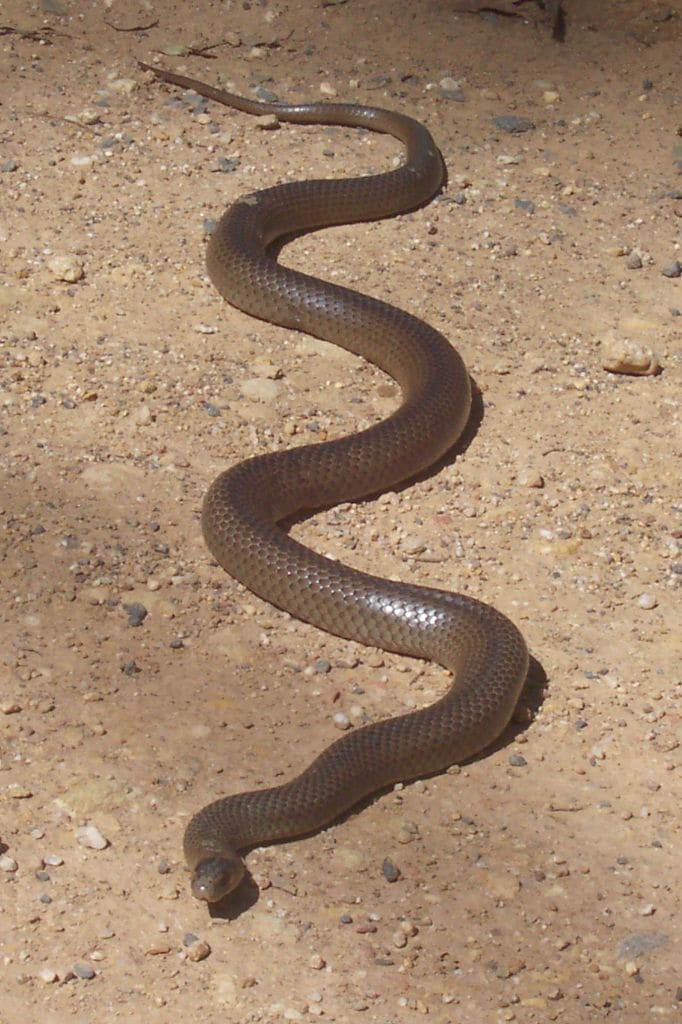 The eastern brown snake has highly potent venom. However, it normally defends itself with a non-fatal bite, which means that the mortality rate for an untreated snakebite is only 10-20%, surprisingly low.