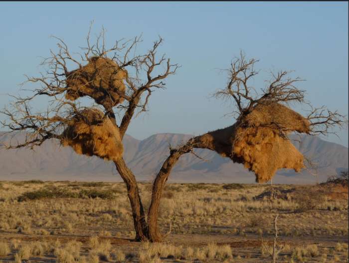 Monstrous nests built by the sociable weavers in Namibia, South Africa