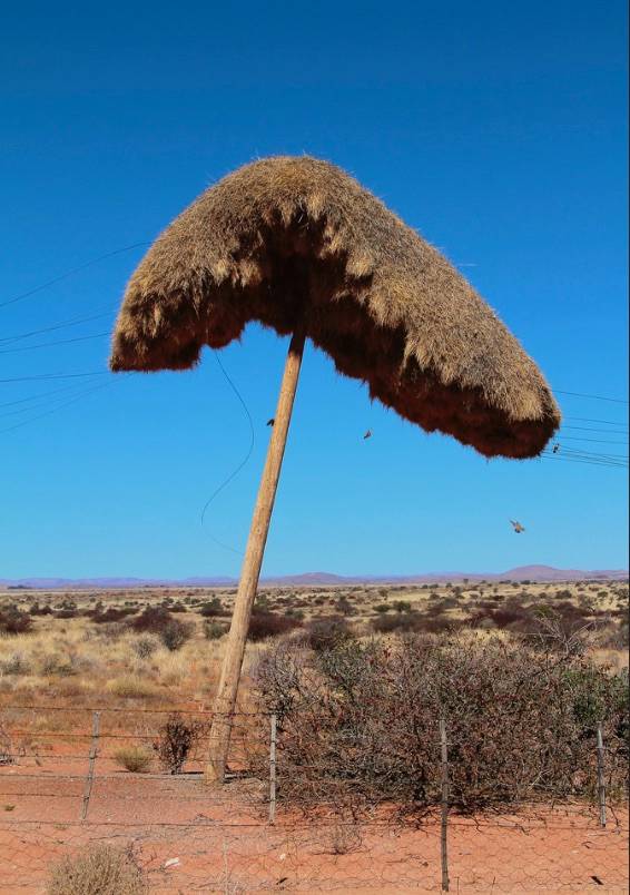 Another example of Sociable Weaver birds making good use of an electrical pole. Wonder how it can balance like that during a severe thunderstorm like they have sometimes?
