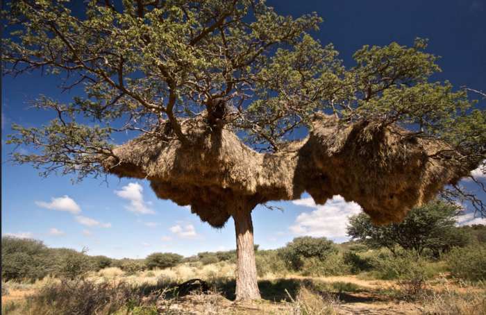 This weaver next is so huge one has to wonder how the tree can bear the weight, especially during and after a rain storm.
