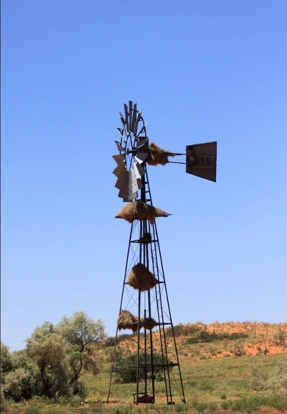 Looks like these nests in the windmill are just getting started and may eventually expand to fill the entire framework.