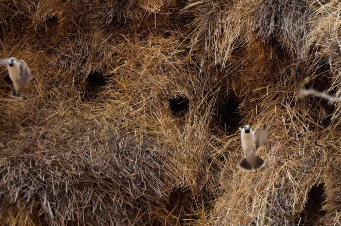 All the holes you see in the nest are entrances to different nests and different parts of the nest. For example, they have different rooms for breeding, nurseries, and communing.