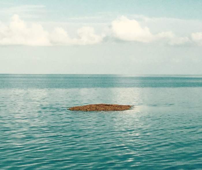 You will find these along the way when in the Keys,it seems. These little islands of seaweed that float along on their way to nowhere.