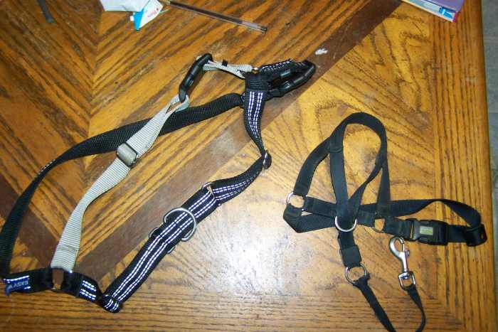 Head halter (right) and no-pull harness (left). The silver strap on the harness goes over the dog's back.