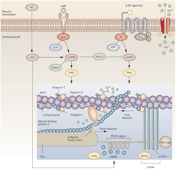 Life cycle of receptors, G proteins and Second Messengers (Definition ...