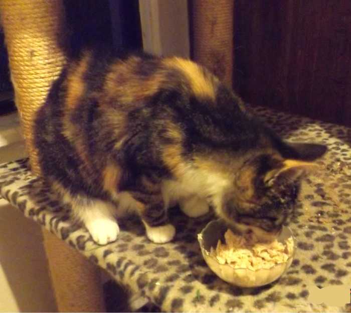 Lily is older with a typical feline hyperthyroid. She needs more calories; so I often add goat milk to her food.