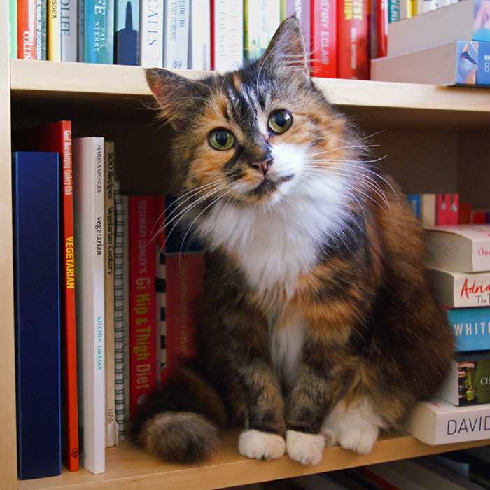 This curious cat asks, "What will you do with books you cannot sell?"