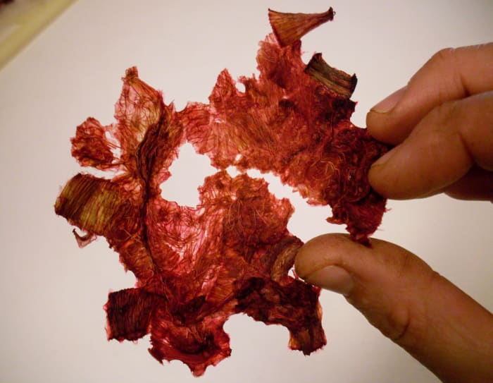 Here is a section of thoroughly dry rhubarb bits which have been steamed. The apparent dark discoloration is due to the concentration of the tissues.