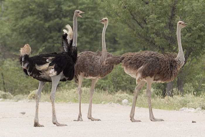 The Common Ostrich is split into 4 separate subspecies, one of which, the Arabian Ostrich became extinct in 1966.